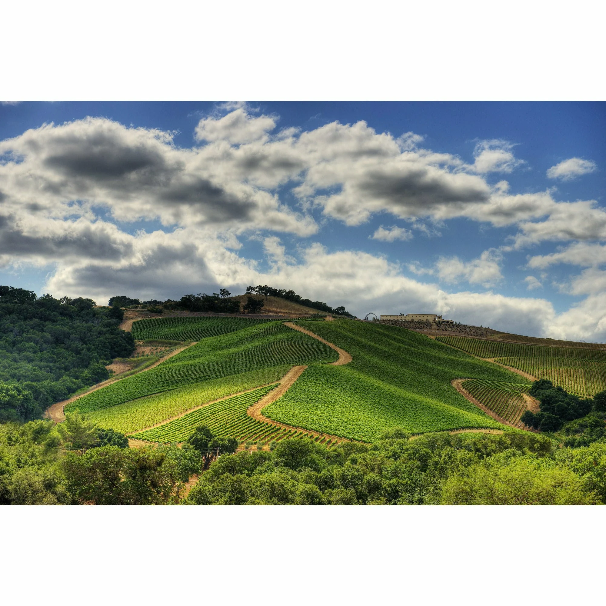 Daou - Soul Of A Lion - Cabernet Sauvignon - Image 2